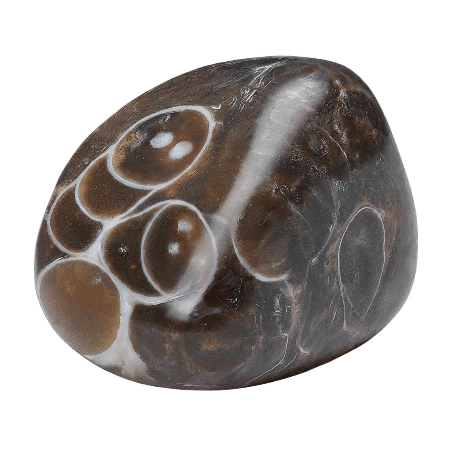 Turritella Agate tumbled stone